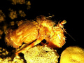   Anemone crab night dive. Taken Abu Ramada dive site Hurghada. Hurghada  